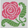 Rose flower